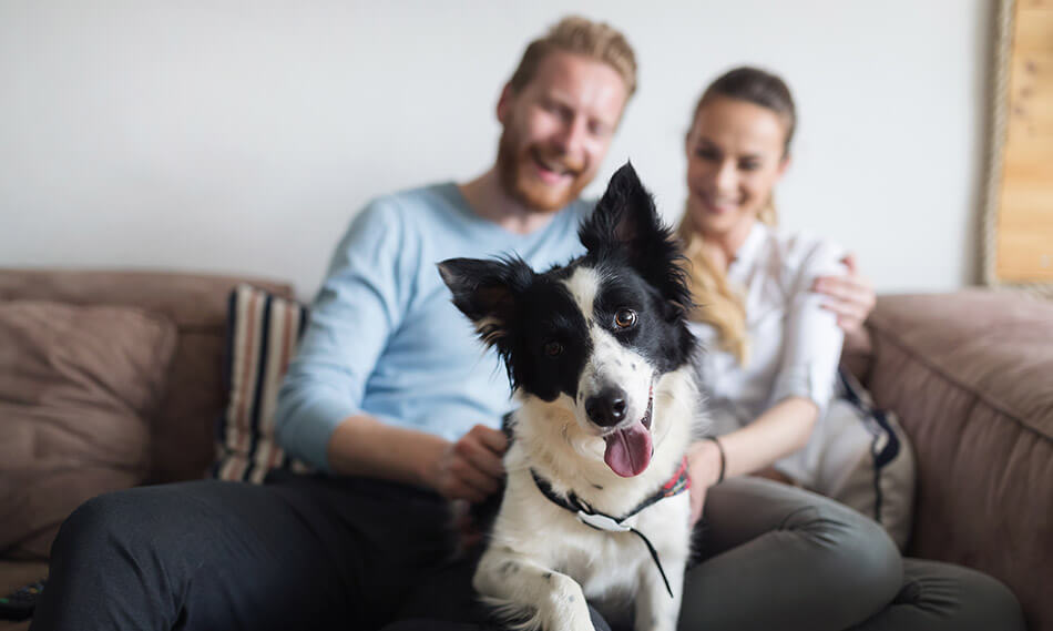 Couple on couch with their dog