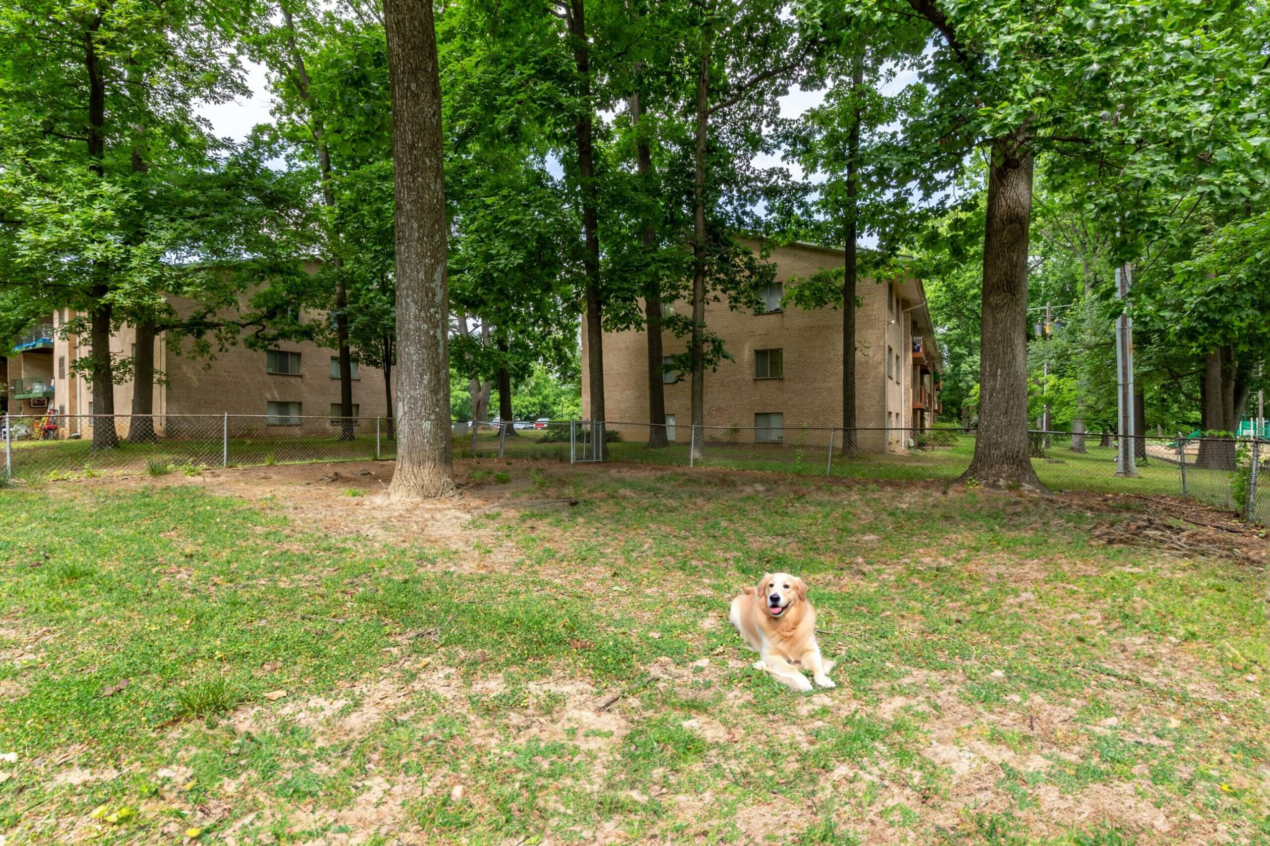 dog park with dog laying on grass Silver Spring MD apartments at Glenmont Metro